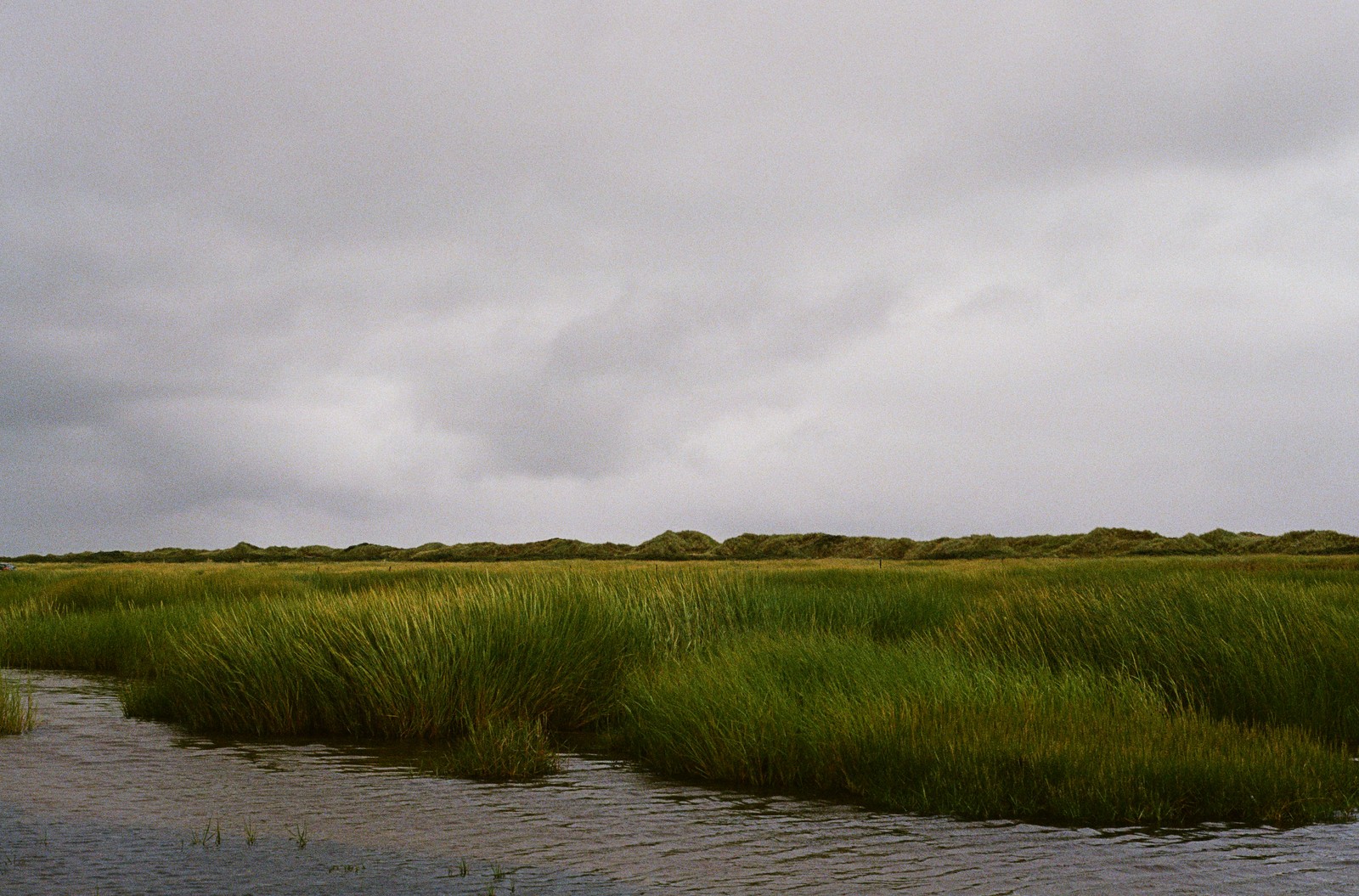 Grassy Dunes