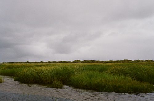 Grassy Dunes
