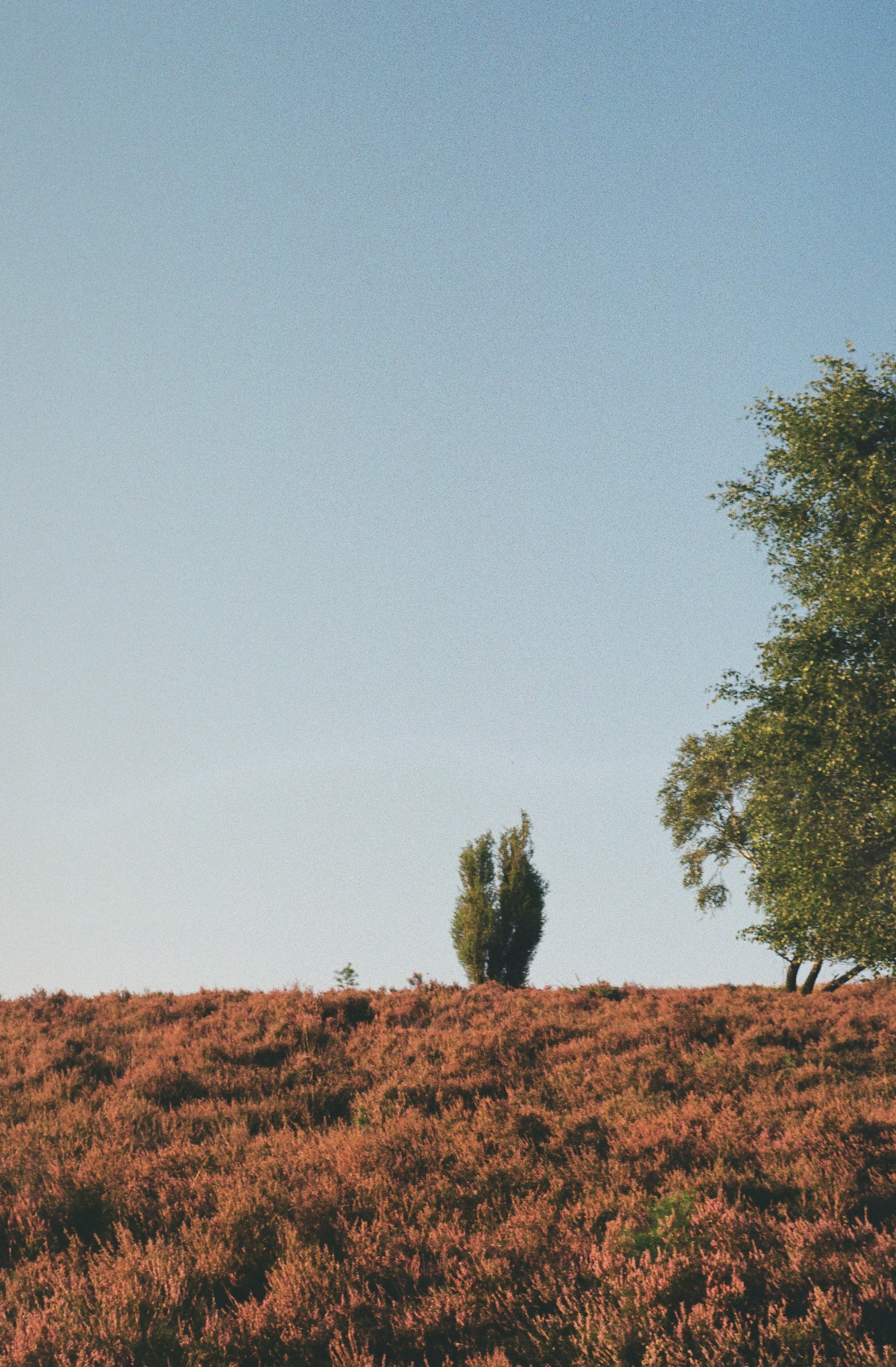 Tree in Heather