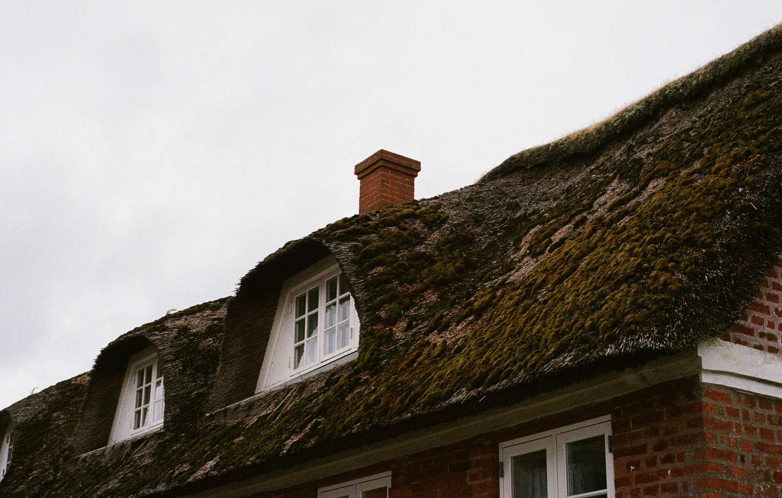 Mossy Rooftop